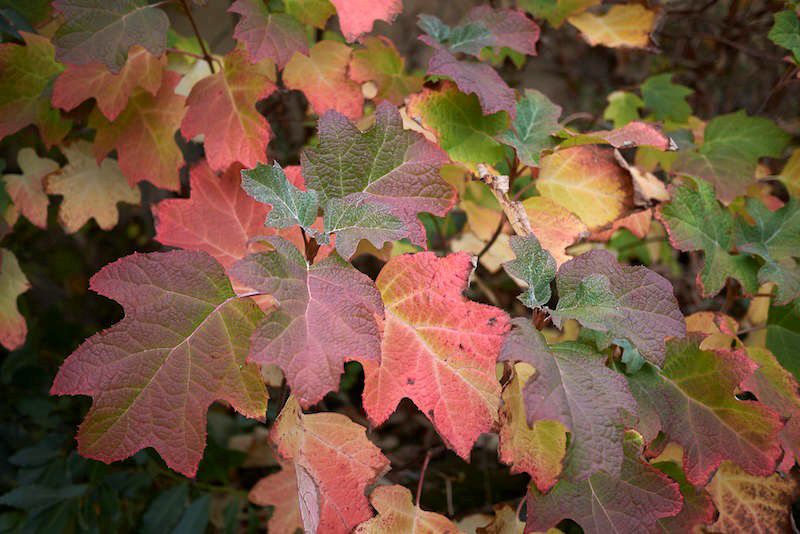 Oakleaf hydrangea